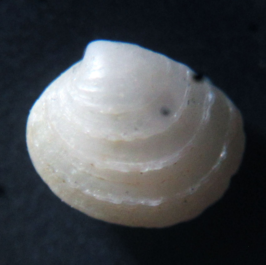 Bivalve2